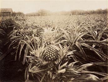 JAMES J. WILLIAMS (1853-1926) An album with 24 photographs of Hawaii, including Princess Kaiulani, surfers, landscapes, cityscapes, agr